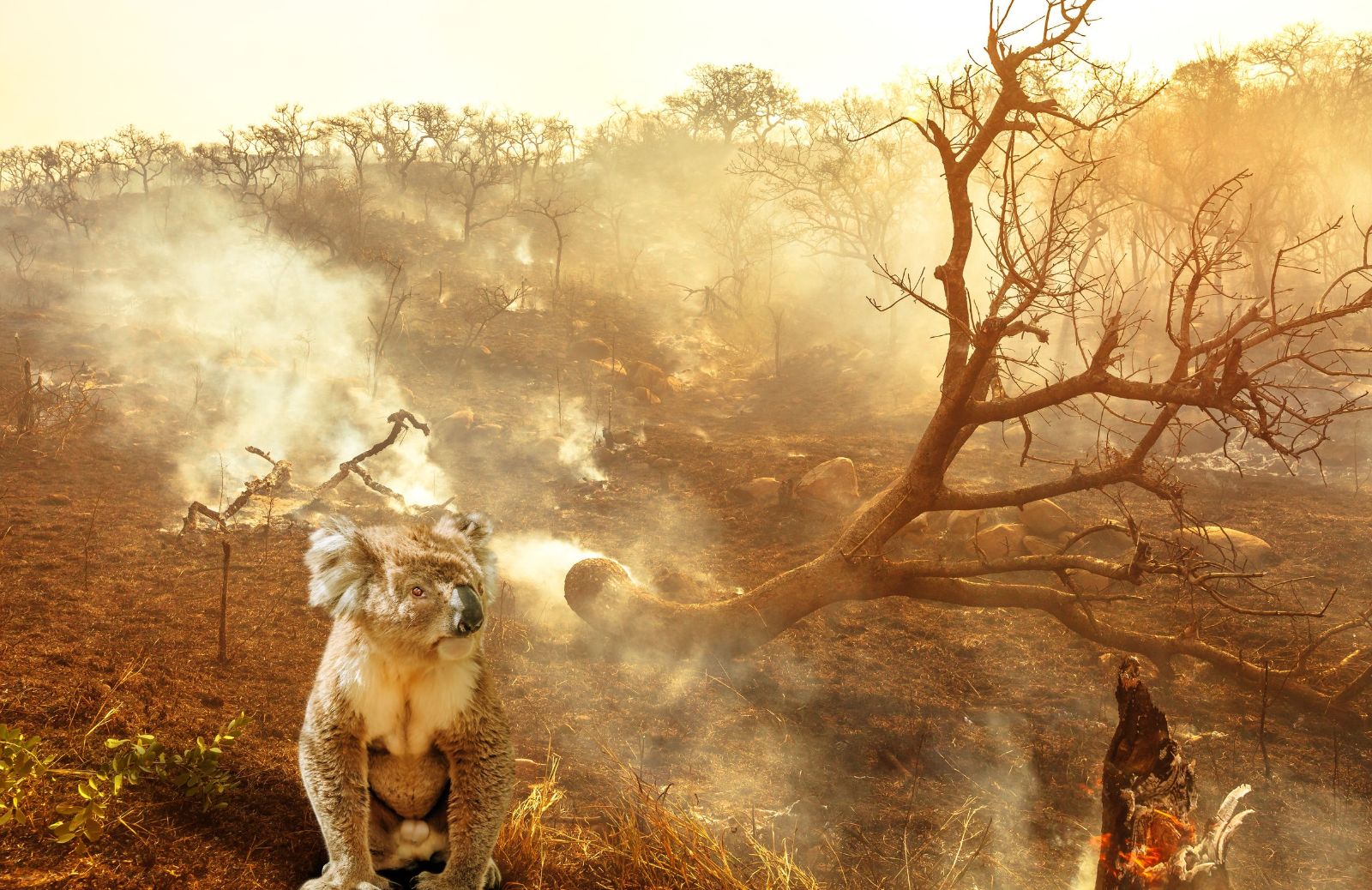 Animali australiani: quanti ne sono morti negli incendi