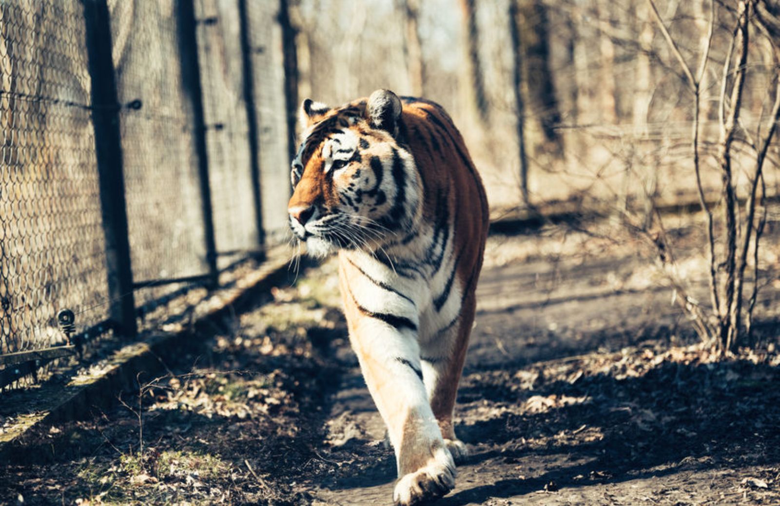 Animali in cattività: l'assurdo caso delle tigri in America