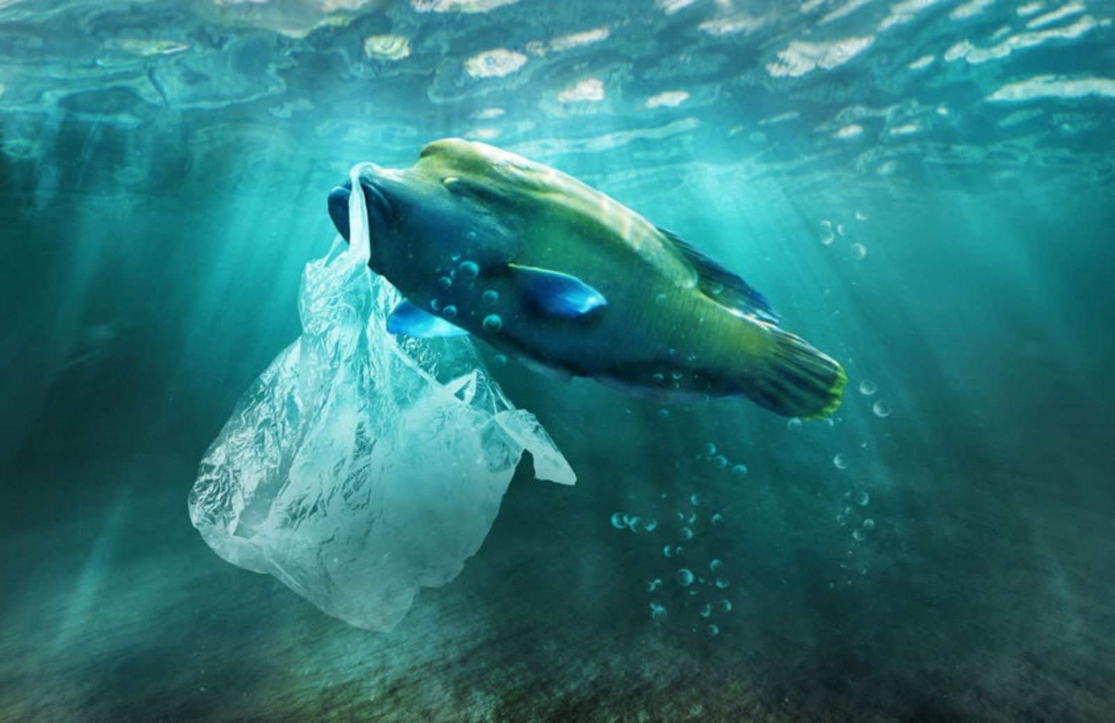 Animali marini e plastica: una strage silente