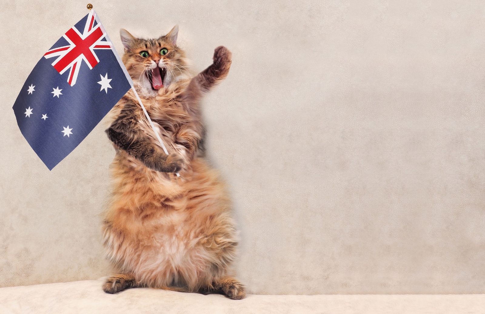 Australia: vietato avere più di 2 gatti a persona