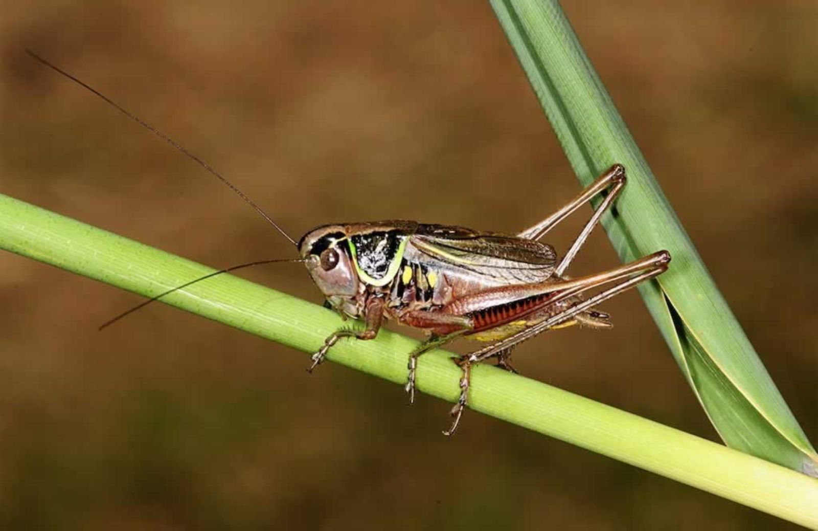 C’è il rischio di estati senza grilli e cavallette