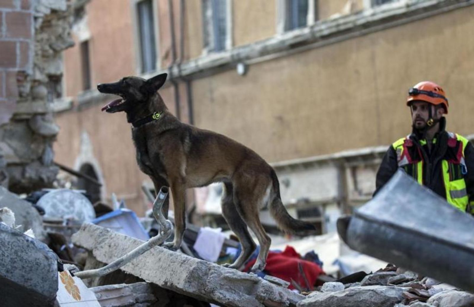Cani da soccorso per l’emergenza terremoto in centro Italia