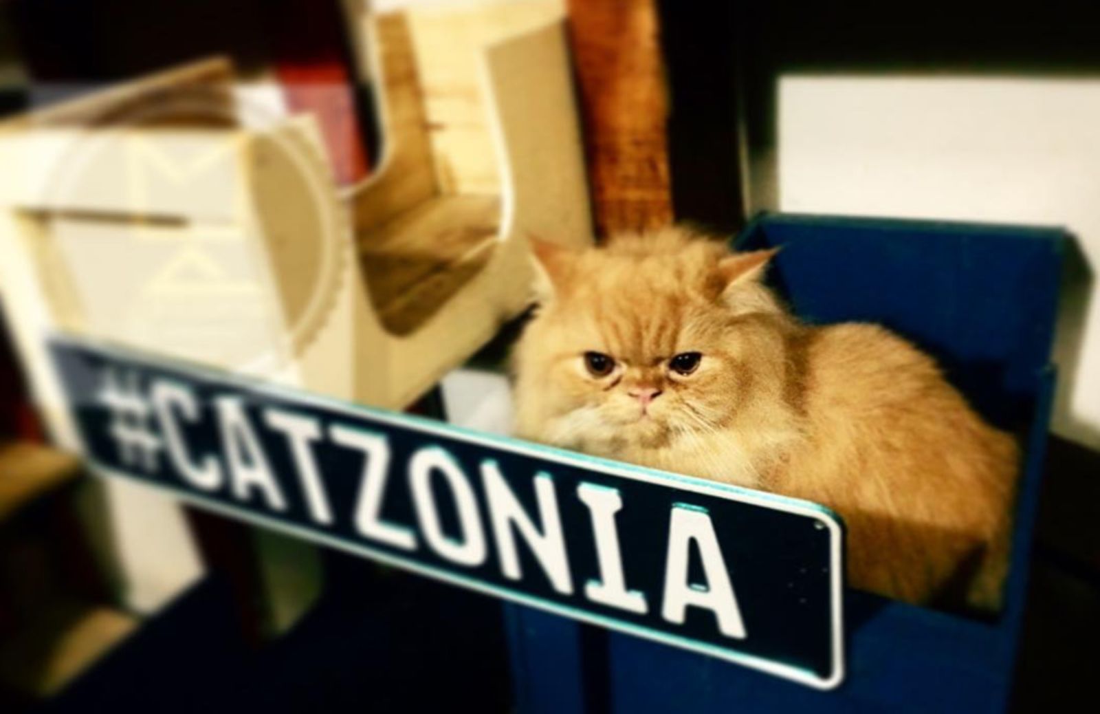 Catzonia, il primo hotel a 5 stelle solo per gatti 