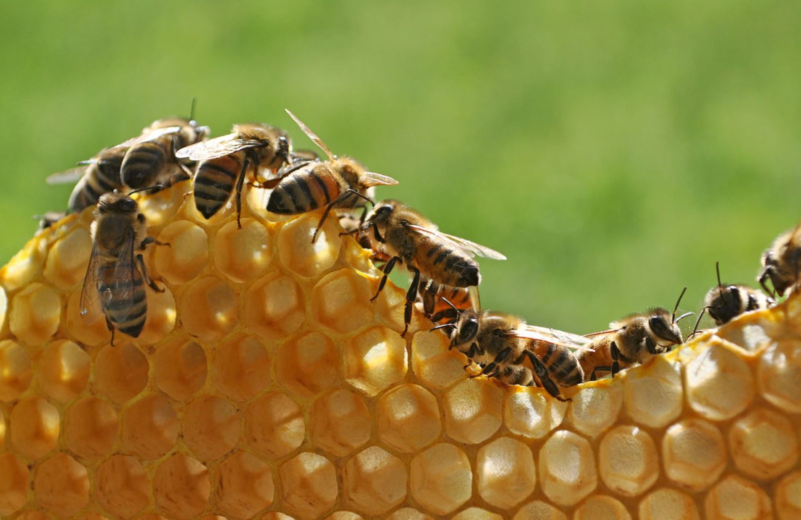 Colonie di api diminuite del 12% in Europa