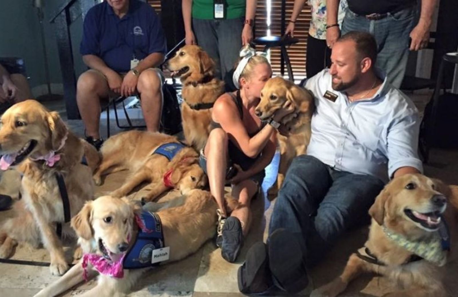 Comfort Dogs: 12 cani per aiutare i superstiti della strage di Orlando