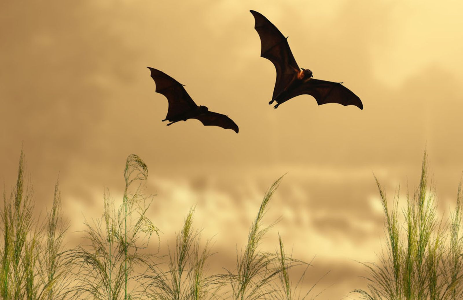 Contro il virus Zika a New York si usano i pipistrelli