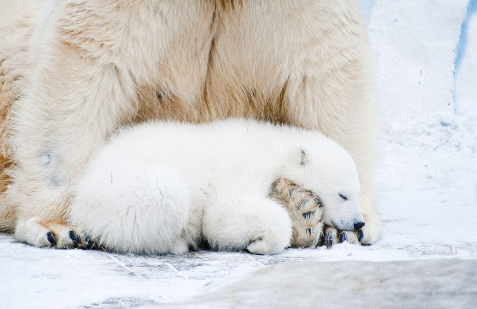 Cuccioli di orsi polari minacciati da nuovi inquinanti 