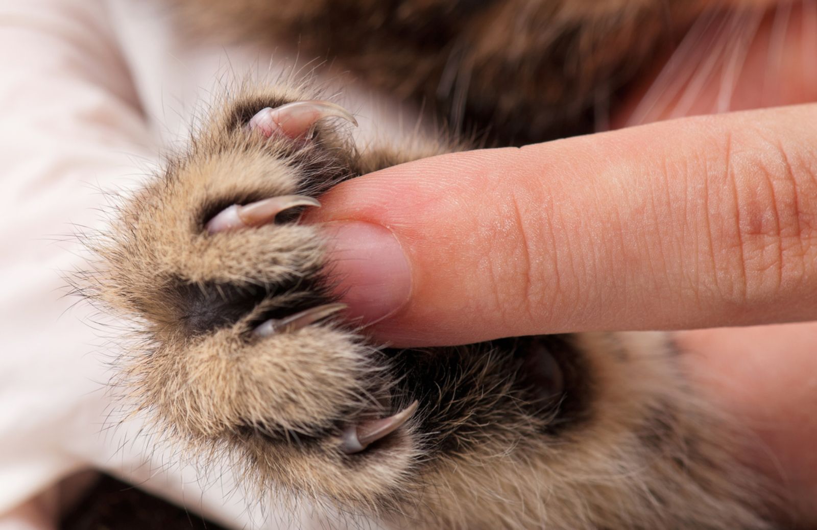 Declawing, il New Jersey sta per vietarne la pratica