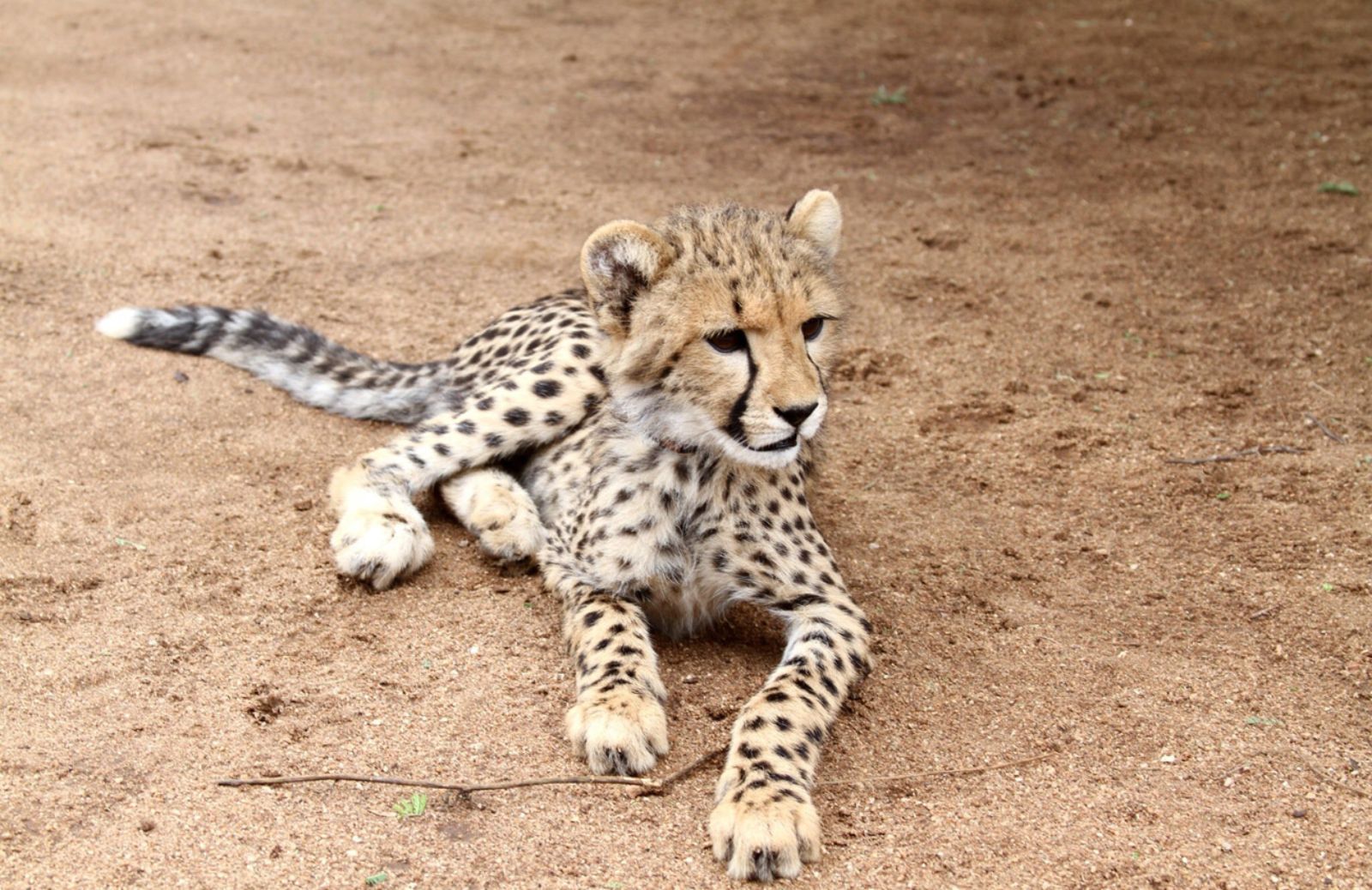 Divieto di possedere un animale esotico negli Emirati Arabi Uniti 