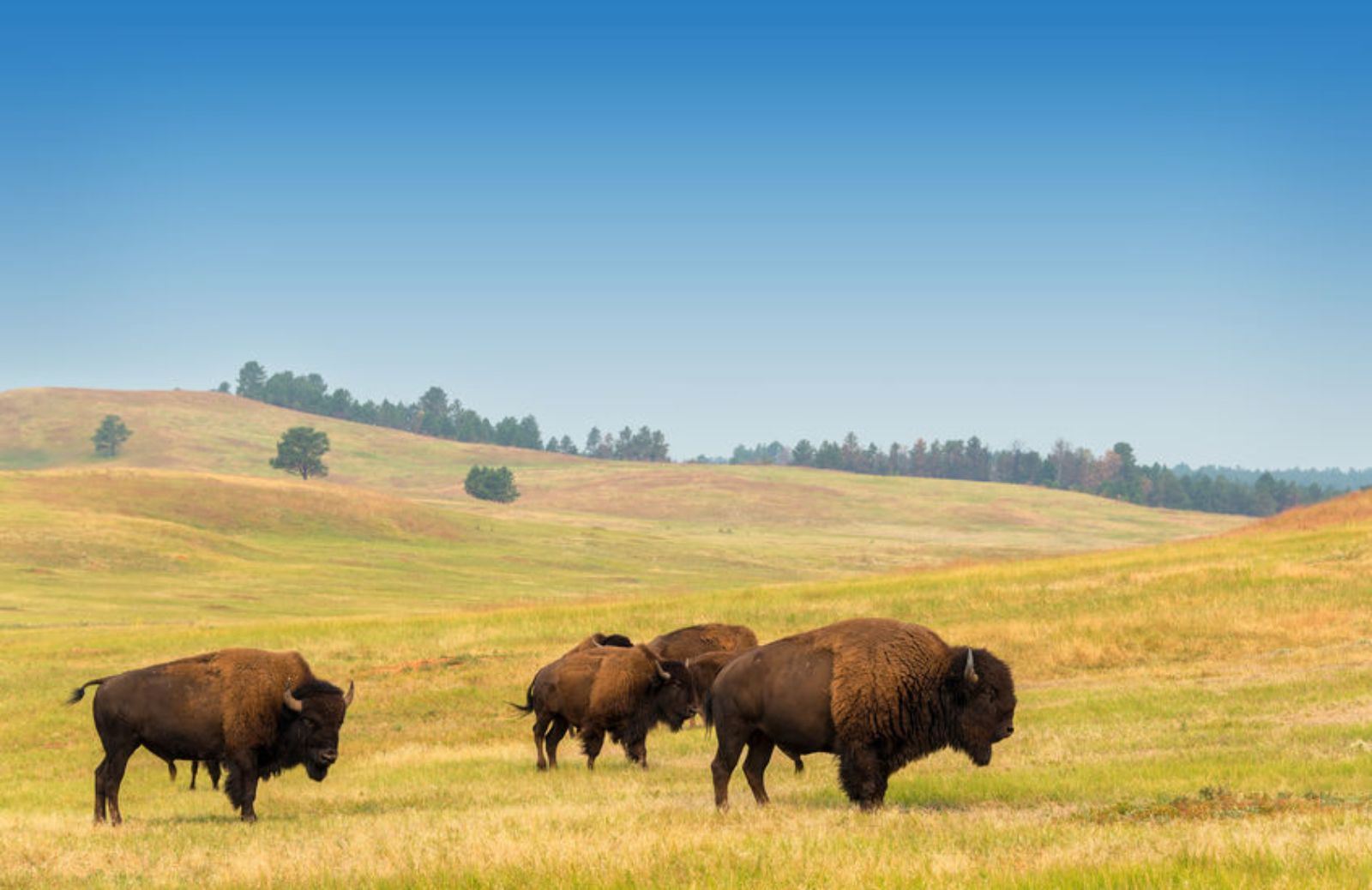 Dopo seimila anni tornano i bisonti nel Regno Unito