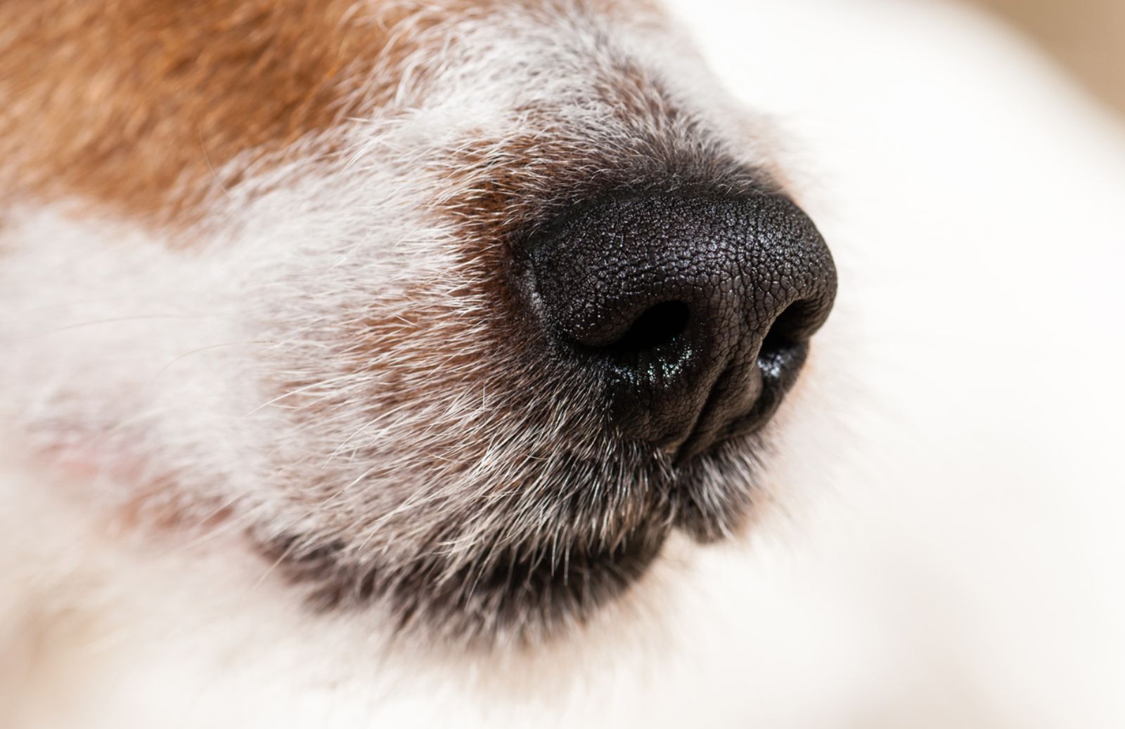 Hai paura dei cani? Fido lo percepisce dal tuo odore