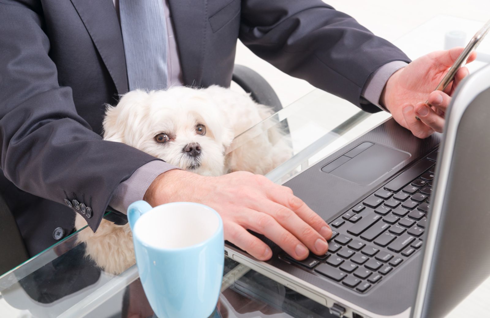 I Millennials vogliono i cani in ufficio