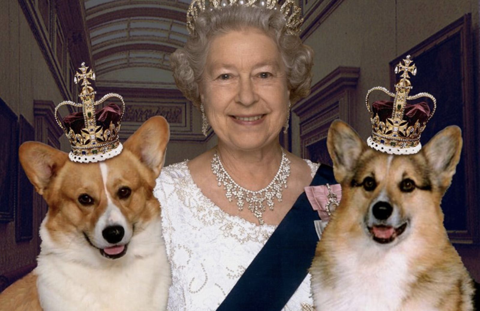 I cani più fortunati del Regno Unito sono i Corgi della Regina Elisabetta II