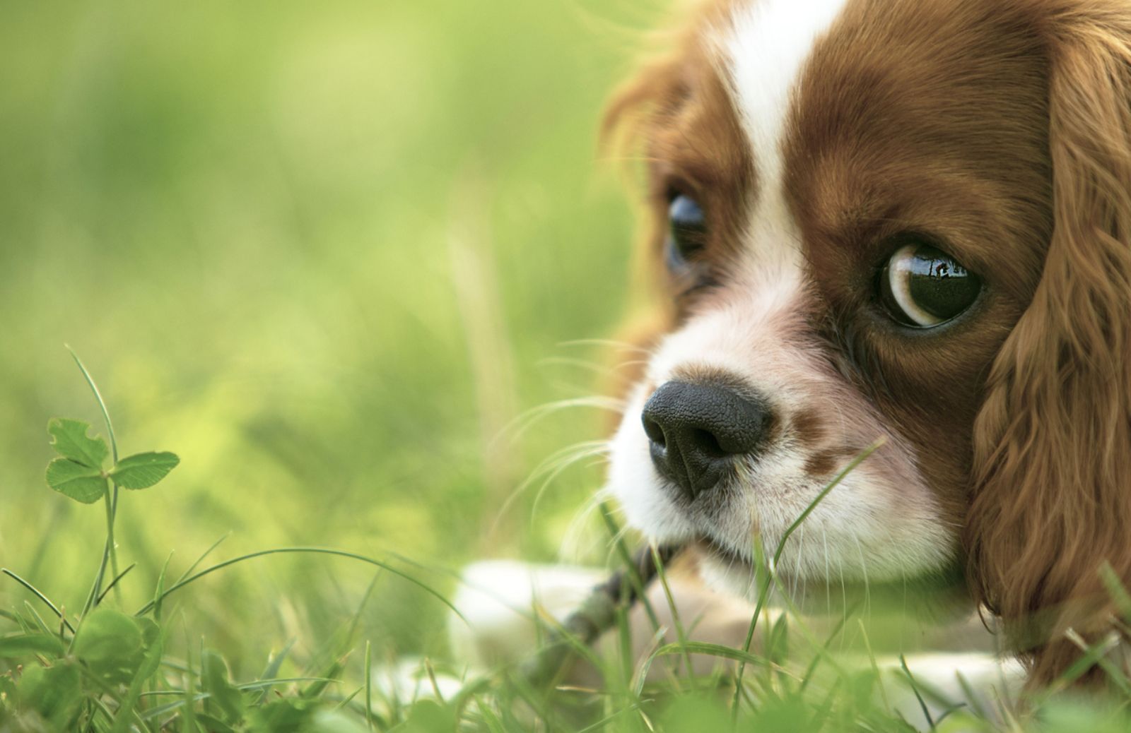 I cani ricordano emozioni ed eventi passati