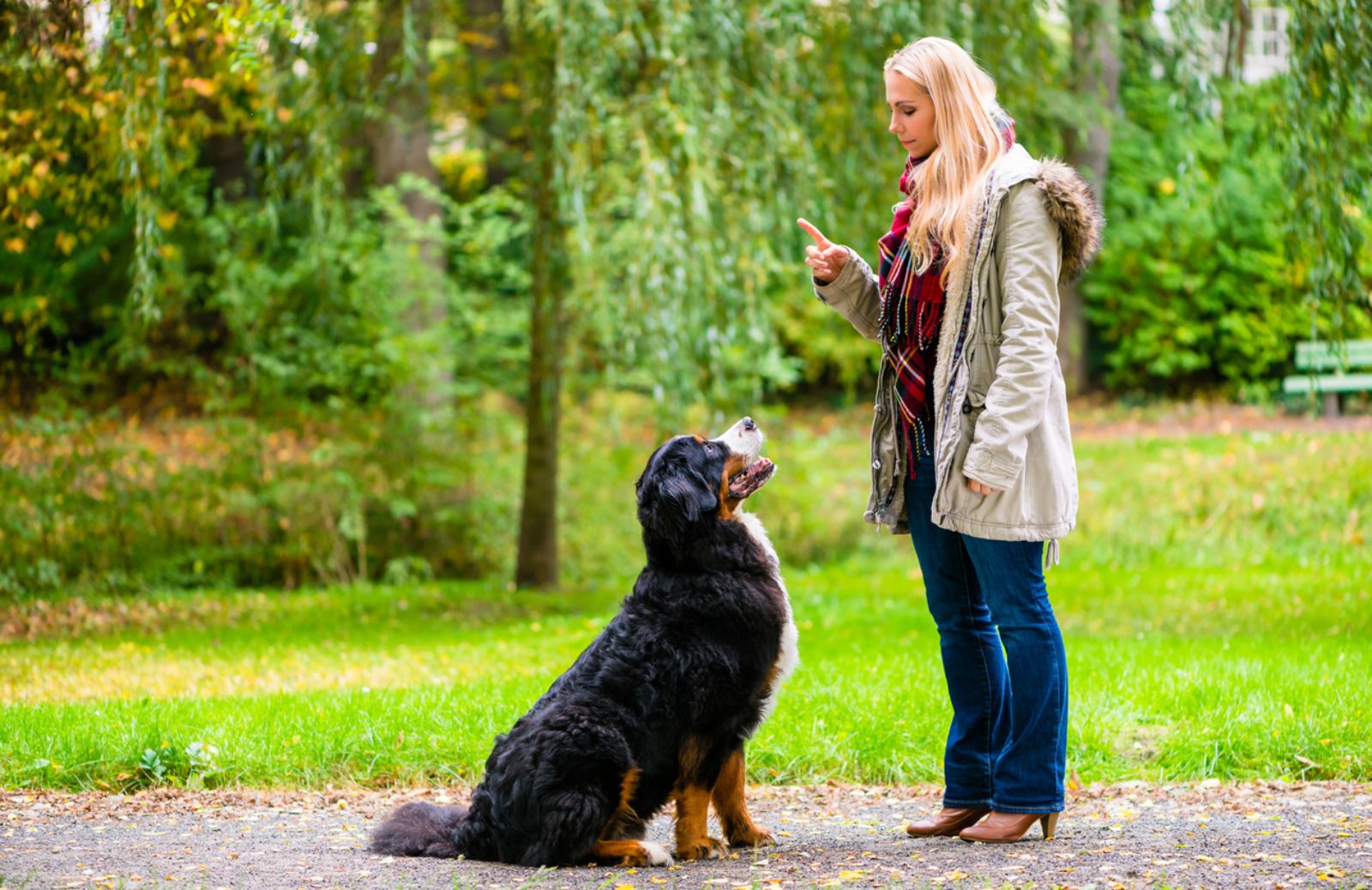 I cani ricordano le azioni complesse degli umani: la ricerca