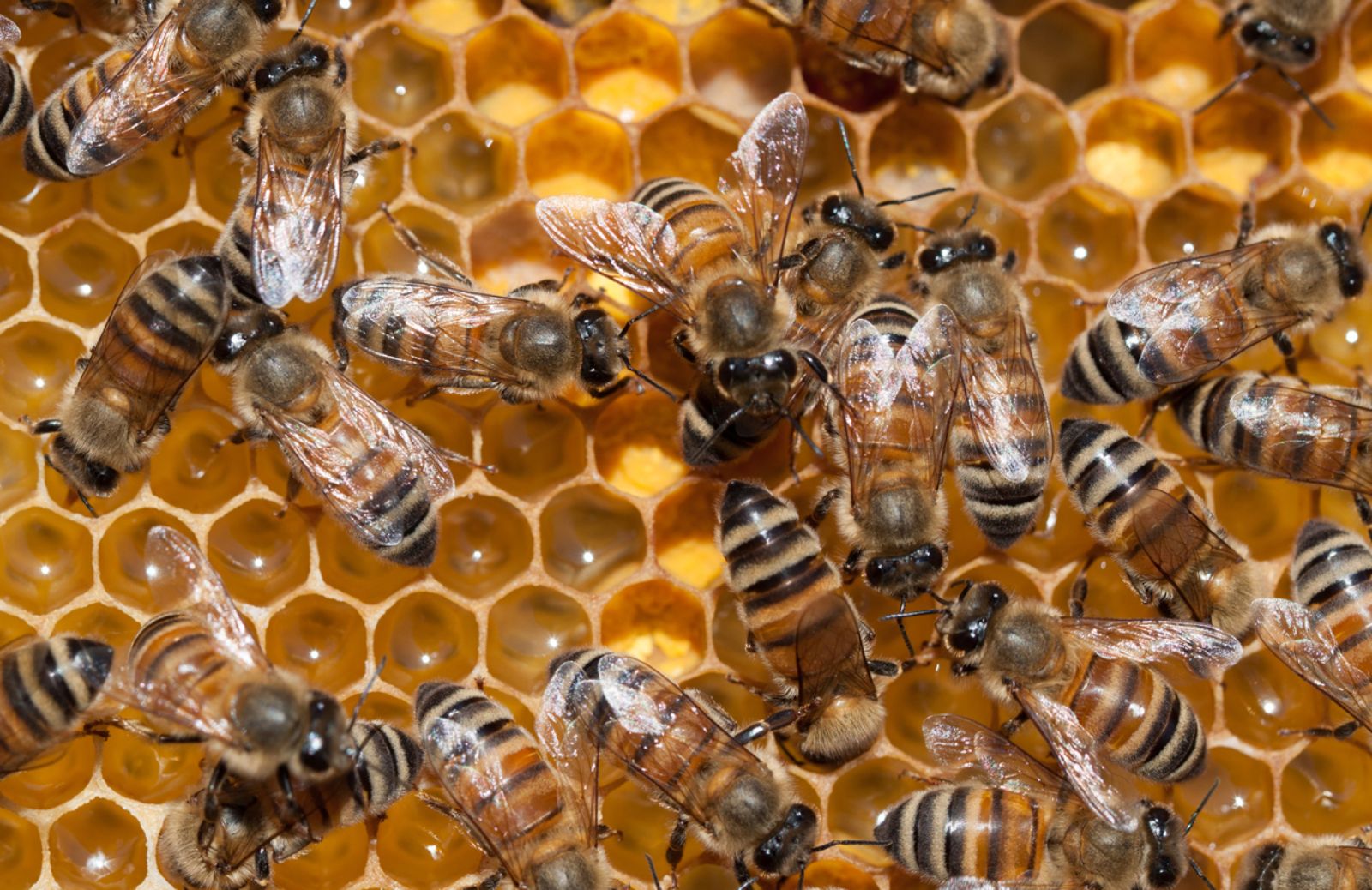 I pesticidi riducono l’olfatto delle api
