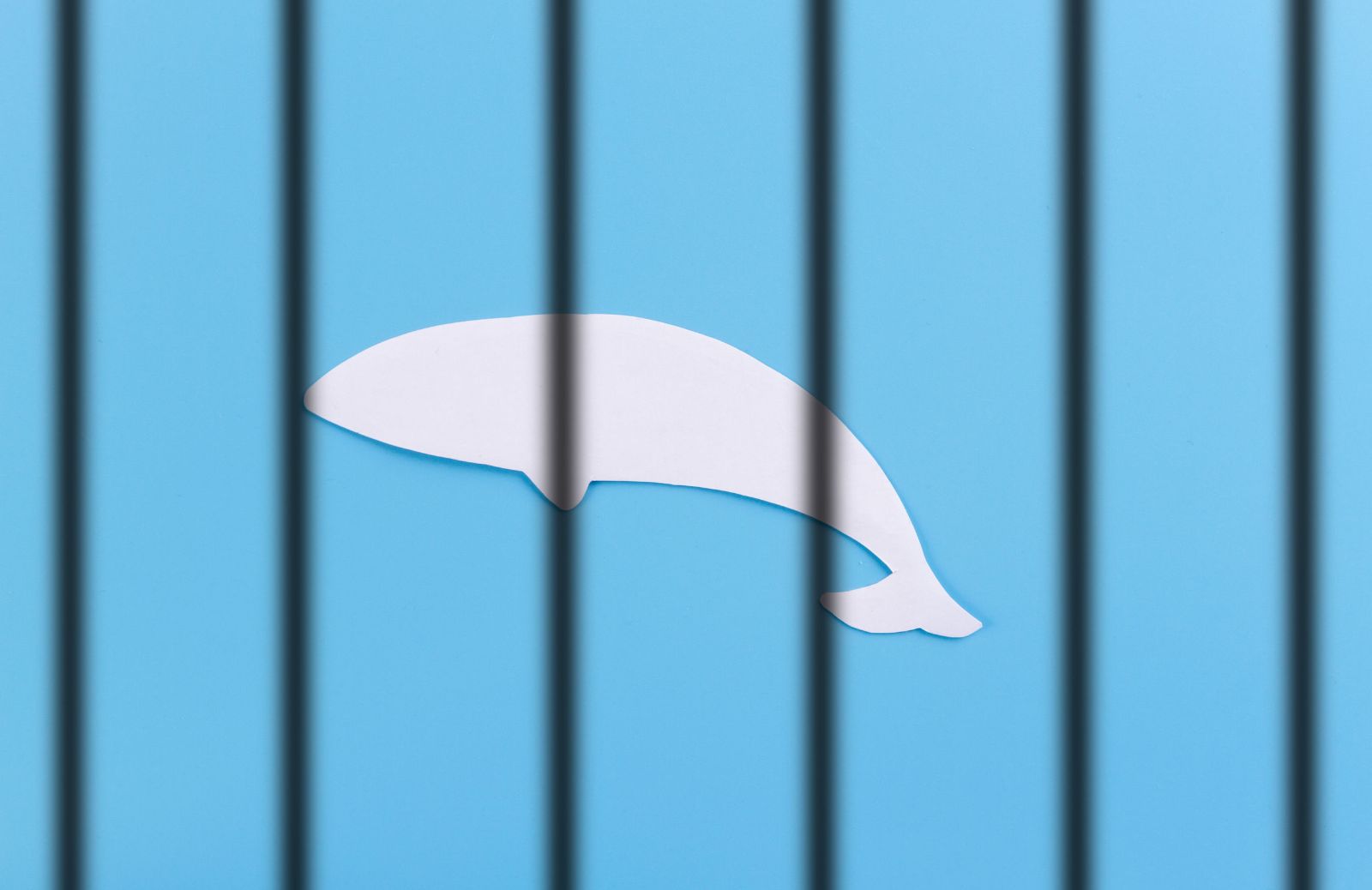 Il 'carcere delle balene' in Russia
