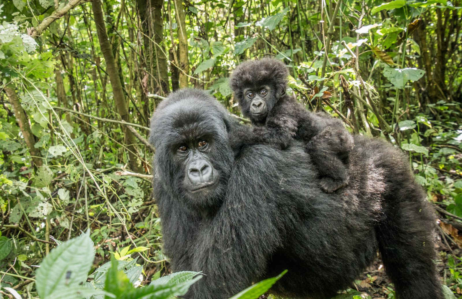 Il Coronavirus minaccia anche i gorilla di montagna 