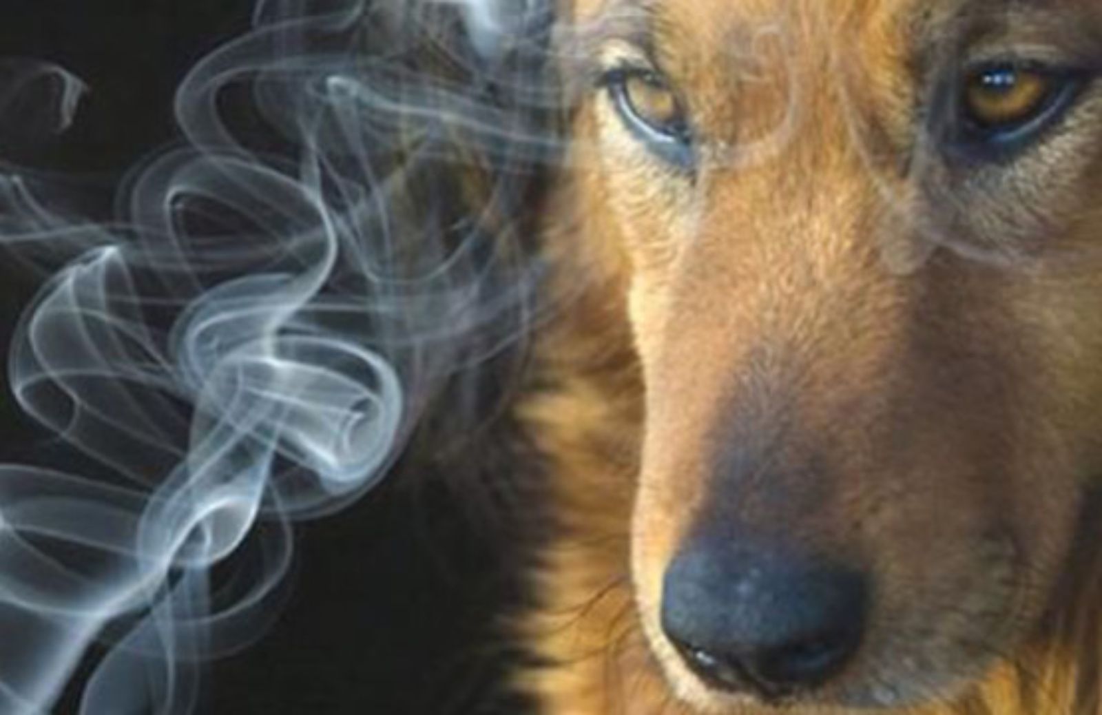 Il fumo passivo uccide anche i pet 