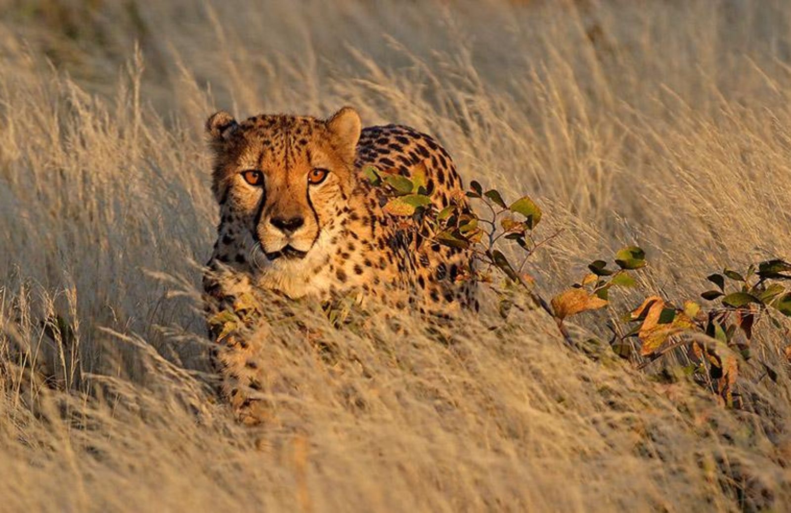 Il ghepardo è in pericolo: ne restano solo 7100 esemplari