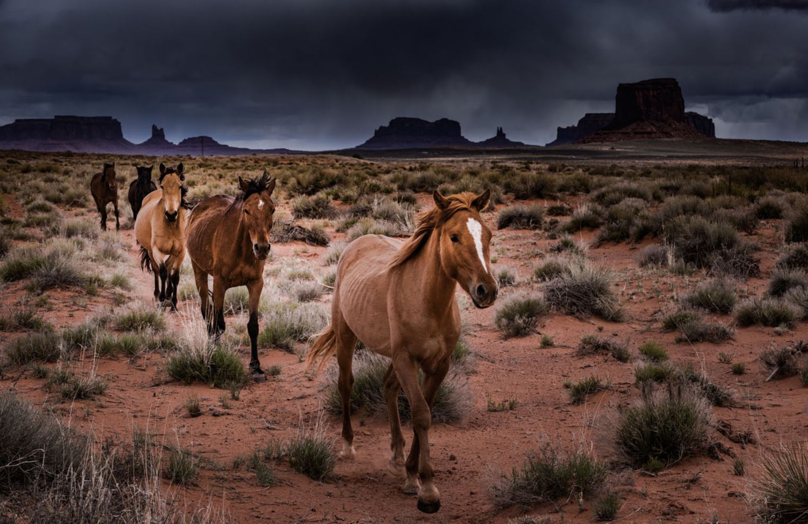 Il governo Usa approva l’uccisione di 45 mila cavalli selvatici 
