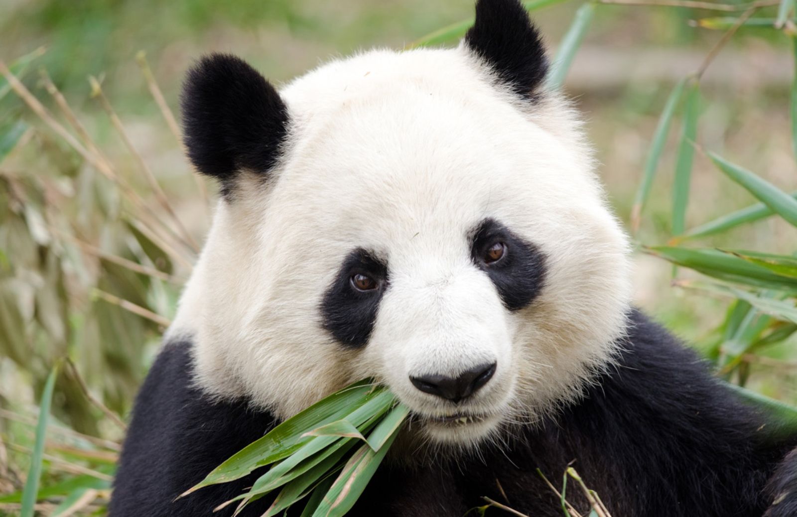 Il panda non è più a rischio estinzione
