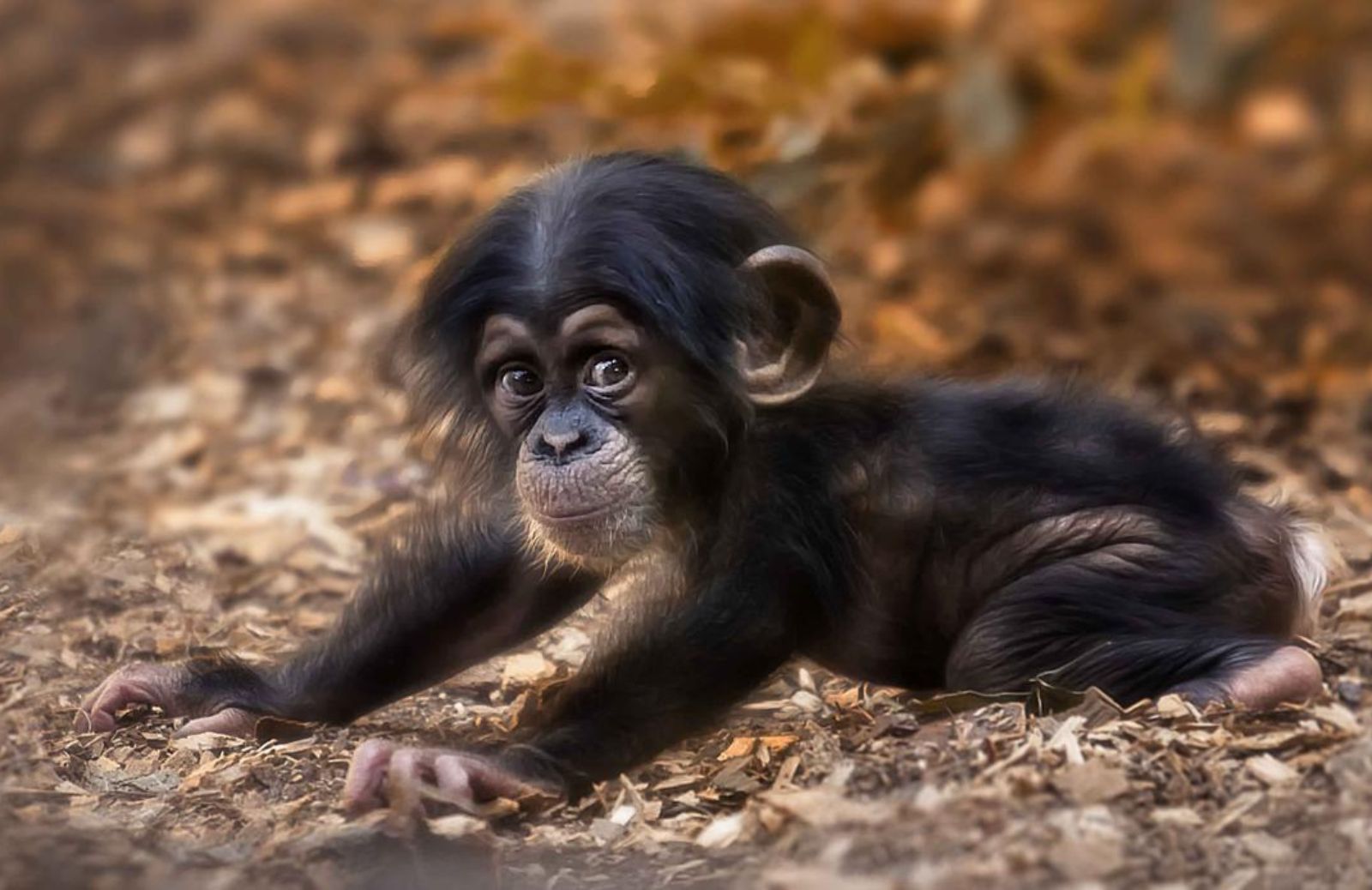 Il traffico illegale di baby scimpanzé