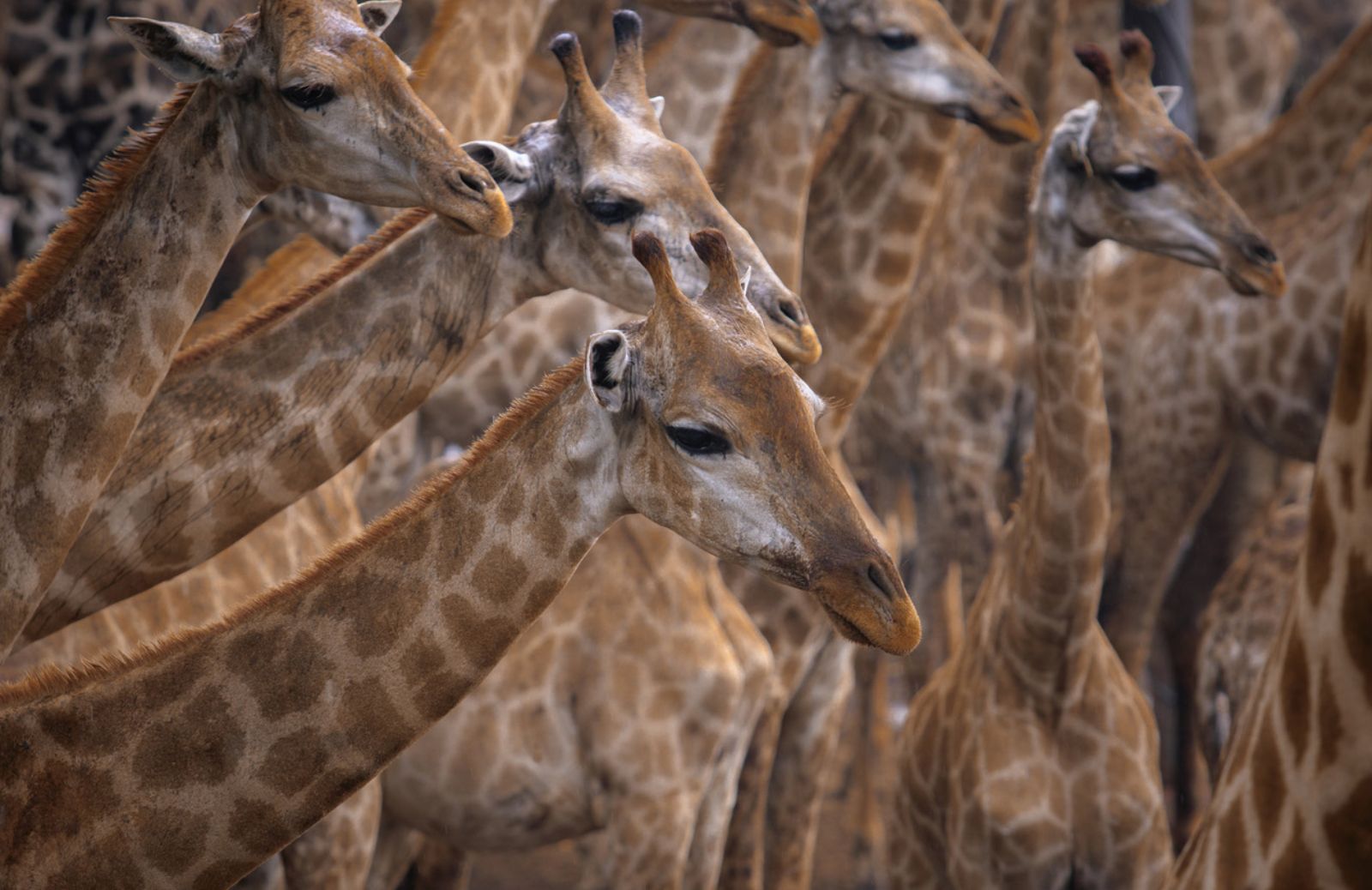 In 30 anni scomparso il 40% delle giraffe