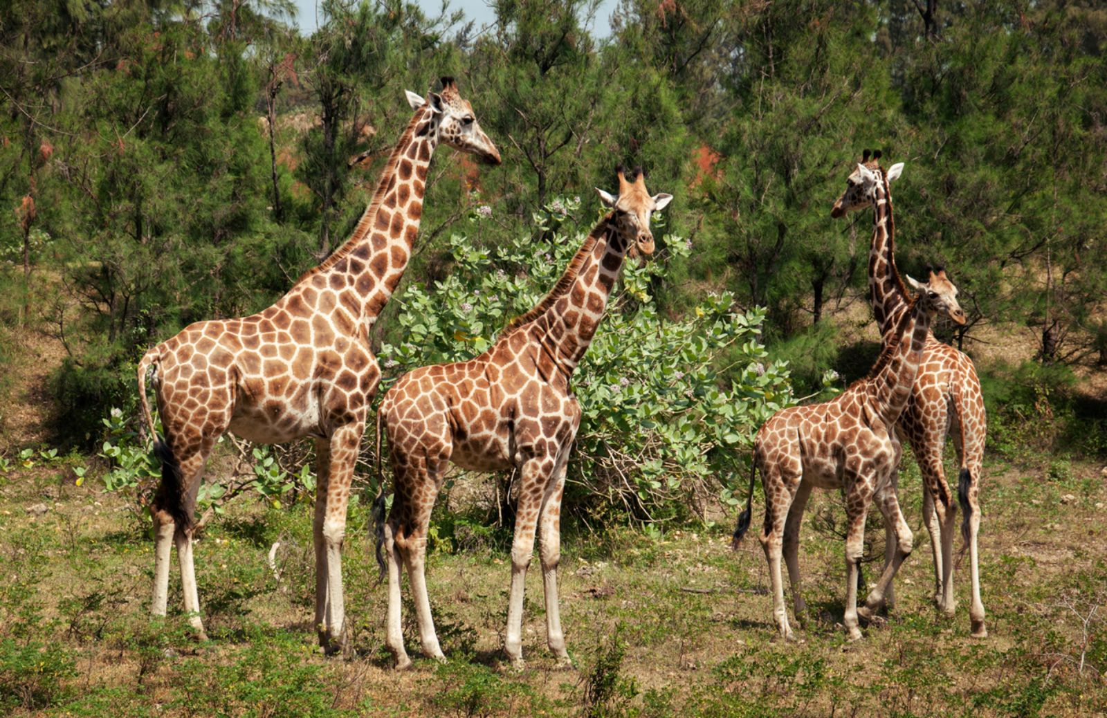 In Africa restano solo 90mila giraffe