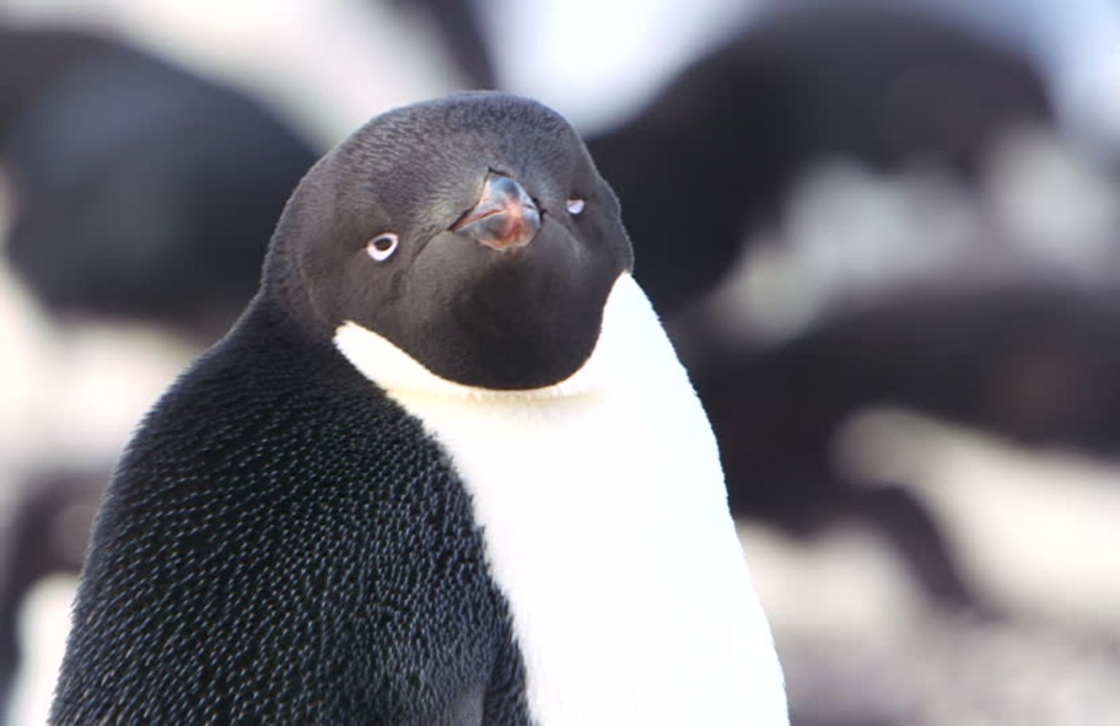 In Antartide i pinguini scompaiono a grande velocità