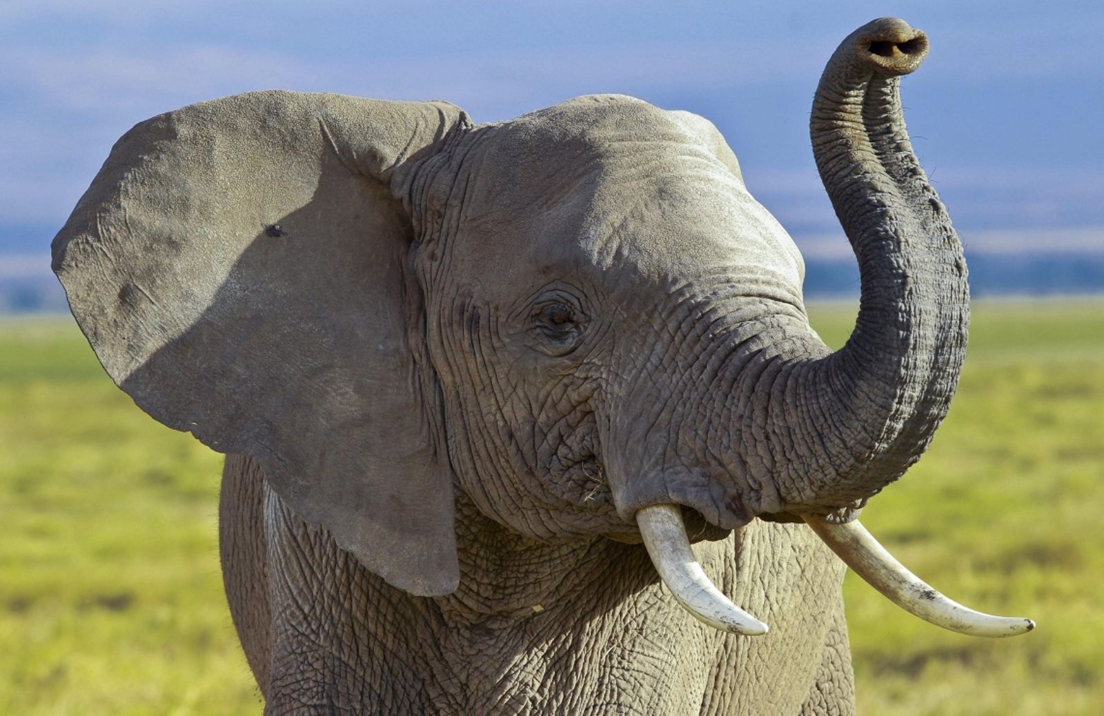 In Gabon strage di elefanti: la popolazione è diminuita dell’80%