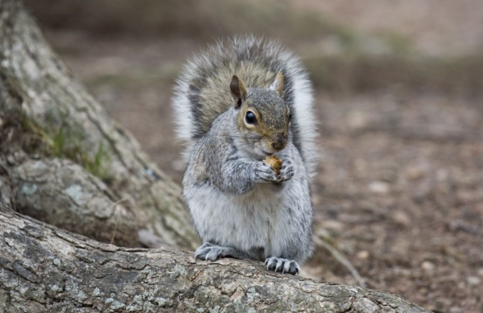 In Italia le specie aliene sono raddoppiate in 30 anni