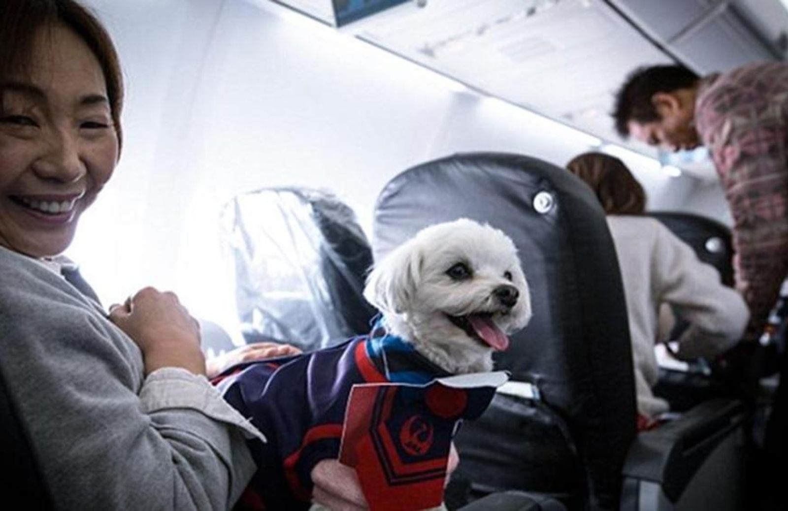 Japan Airlines, basta cani nella stiva