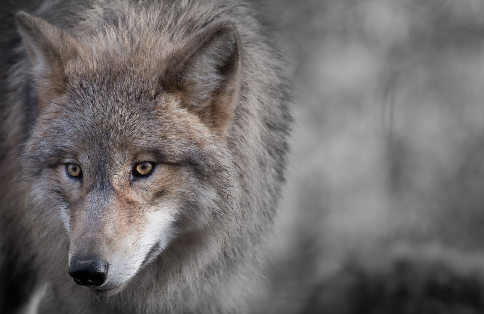 L’Enpa lancia il mail bombing per dire NO alla caccia al lupo