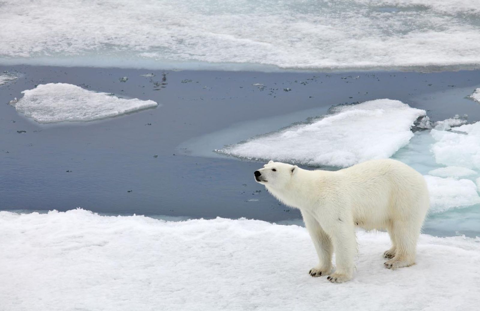 L'orso polare diventa cannibale 