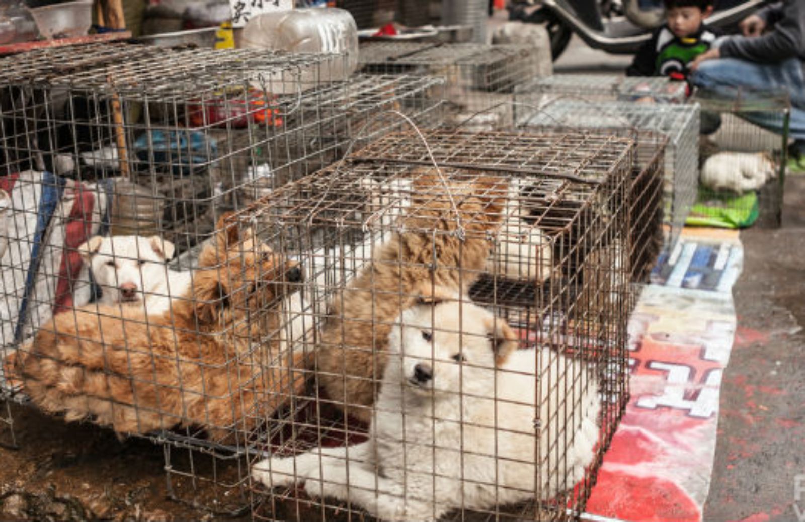 La Corea del Sud vieta a Moran la macellazione dei cani 