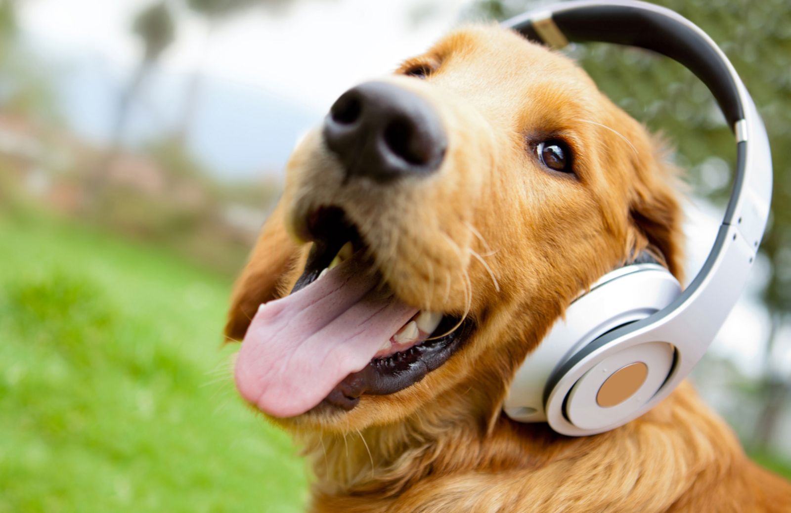 La musica preferita dai cani? Meglio Beyoncé di Beethoven