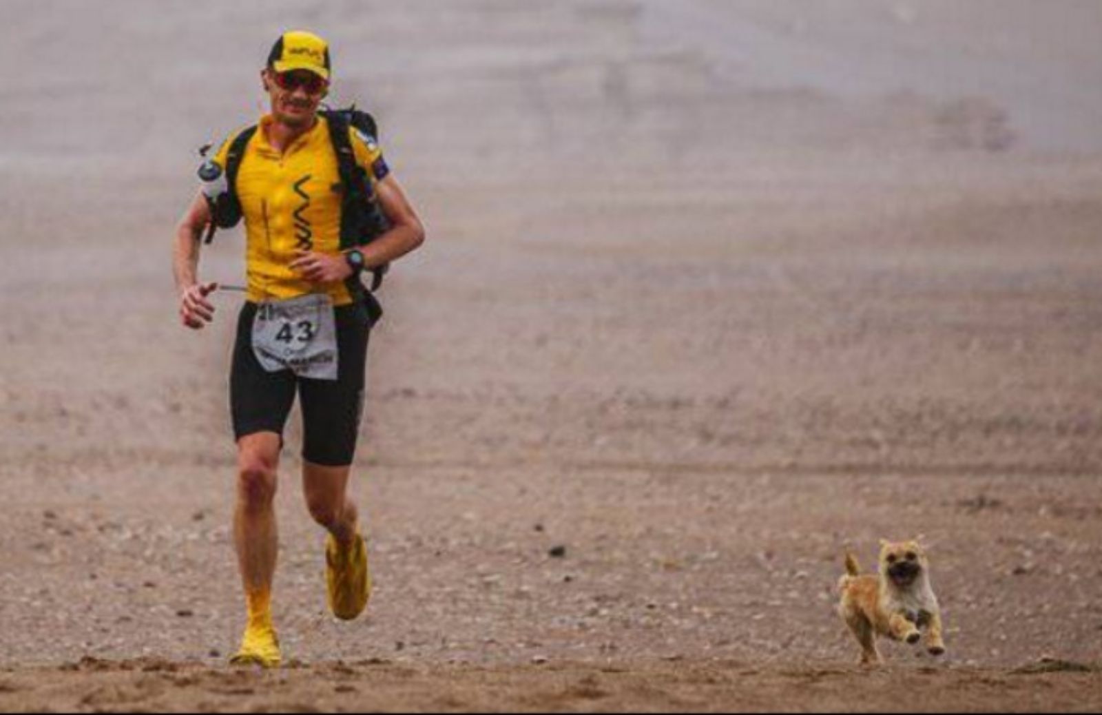 La storia della cagnolina Gobi: partecipa a una corsa e trova un padrone