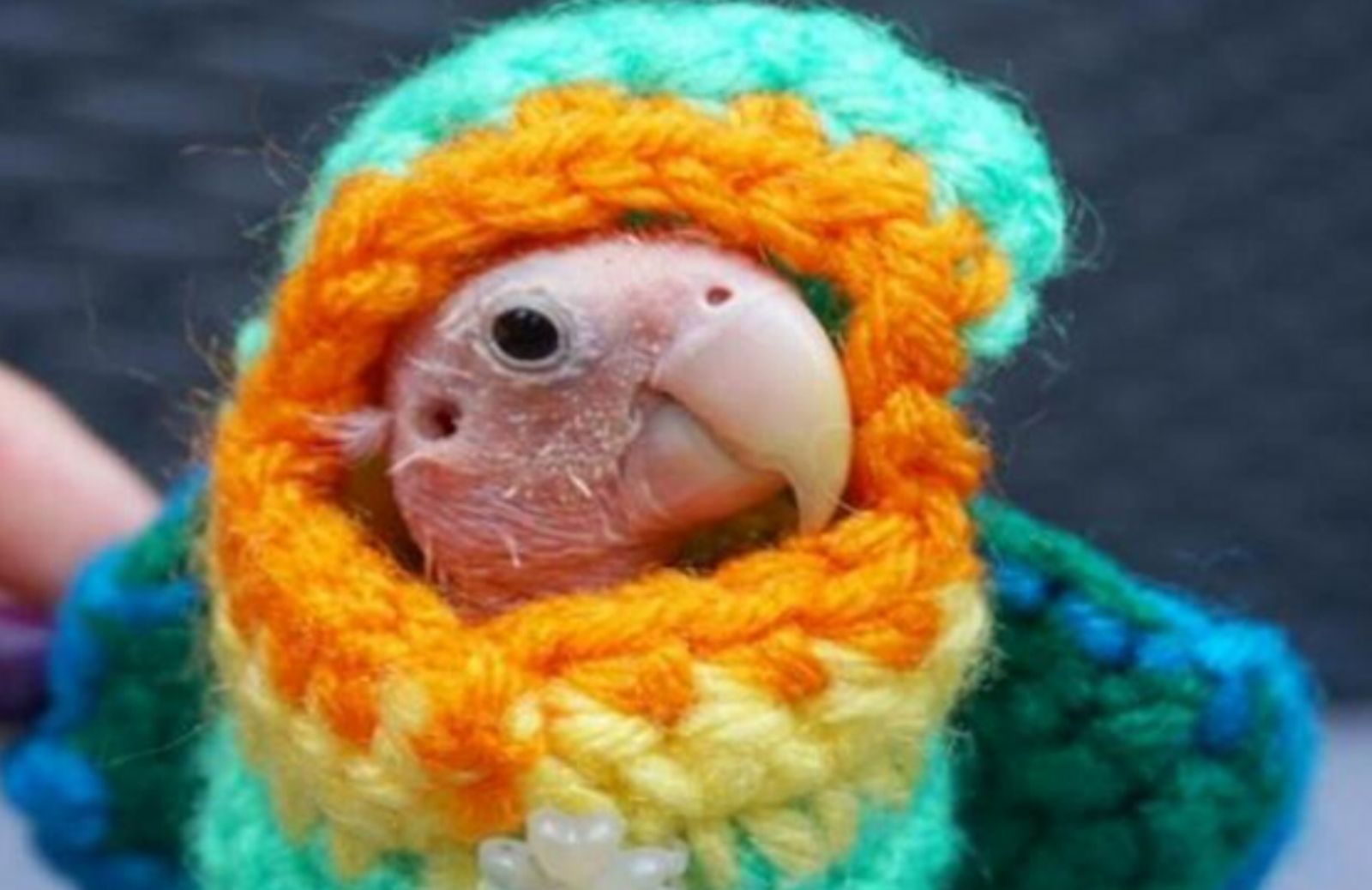La storia di Rhea: il pappagallo senza piume star di Instagram