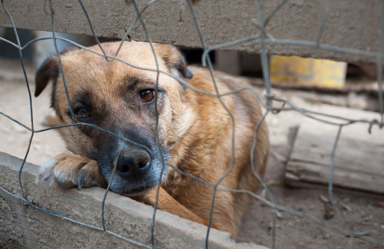 Lasciare il cane da solo in giardino è reato