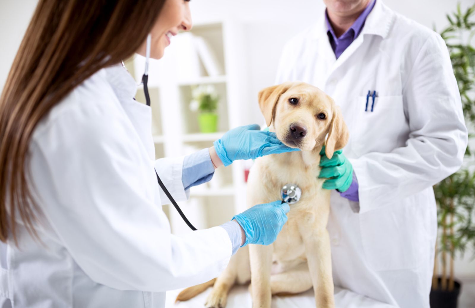 Le spese veterinarie detraibili nel 2017