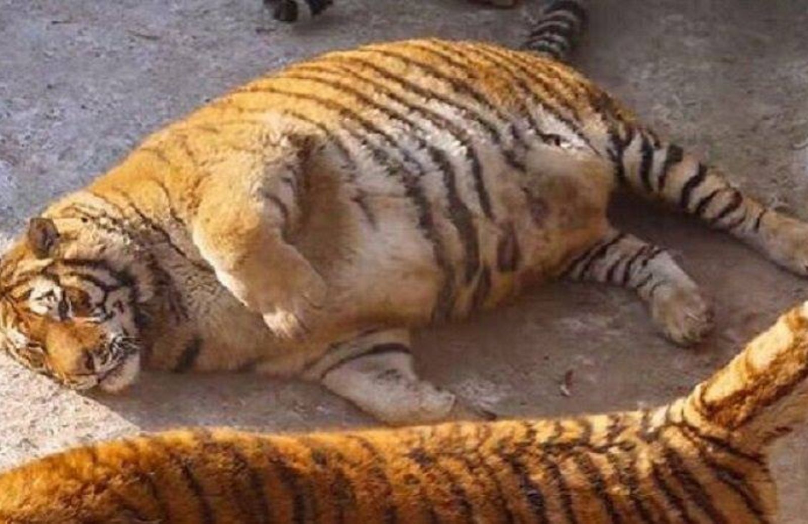 Le tigri obese del Siberian Tiger Park di Harbin