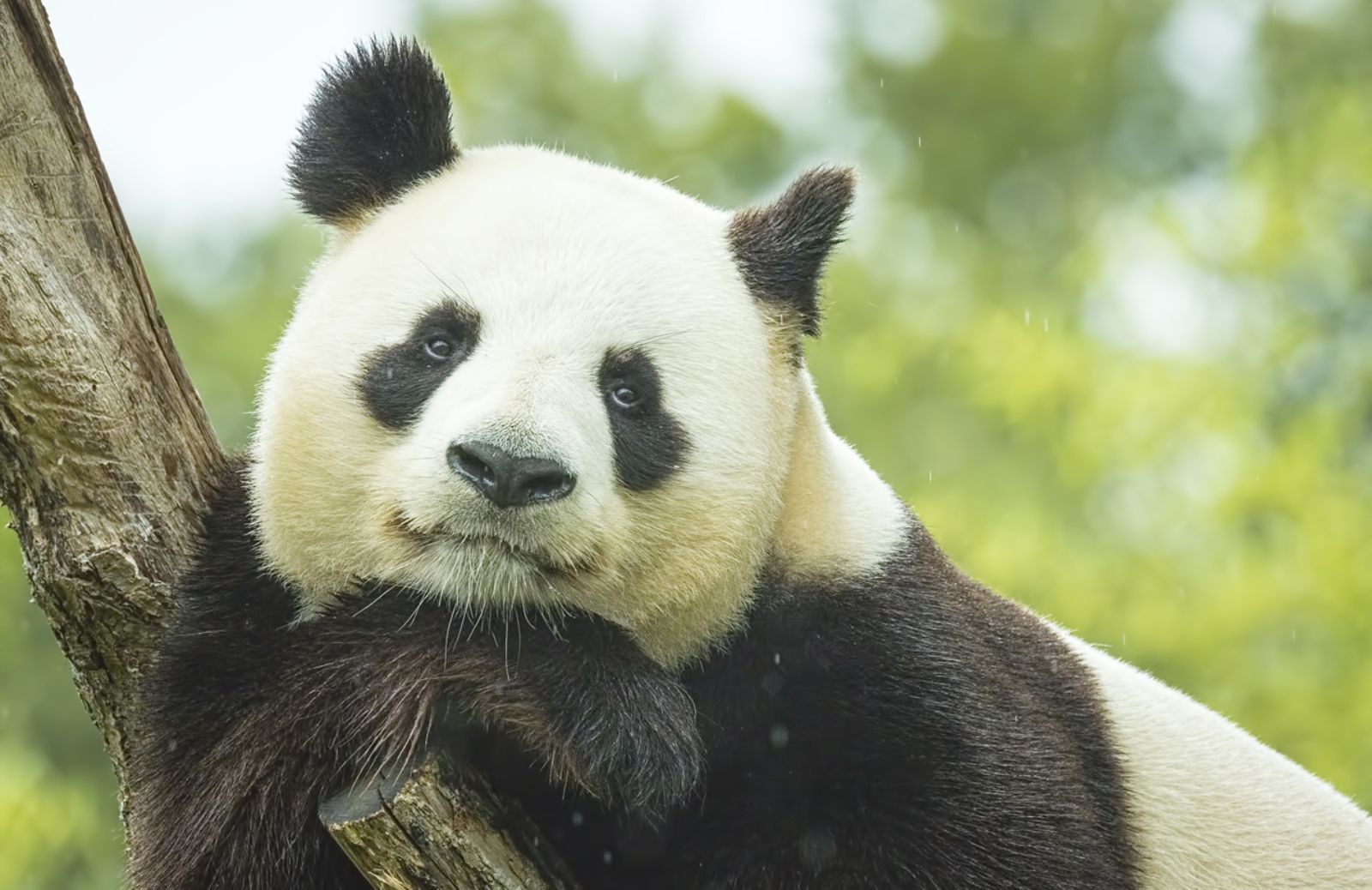Lista Rossa dell'Iucn: il Panda non è più a rischio estinzione 