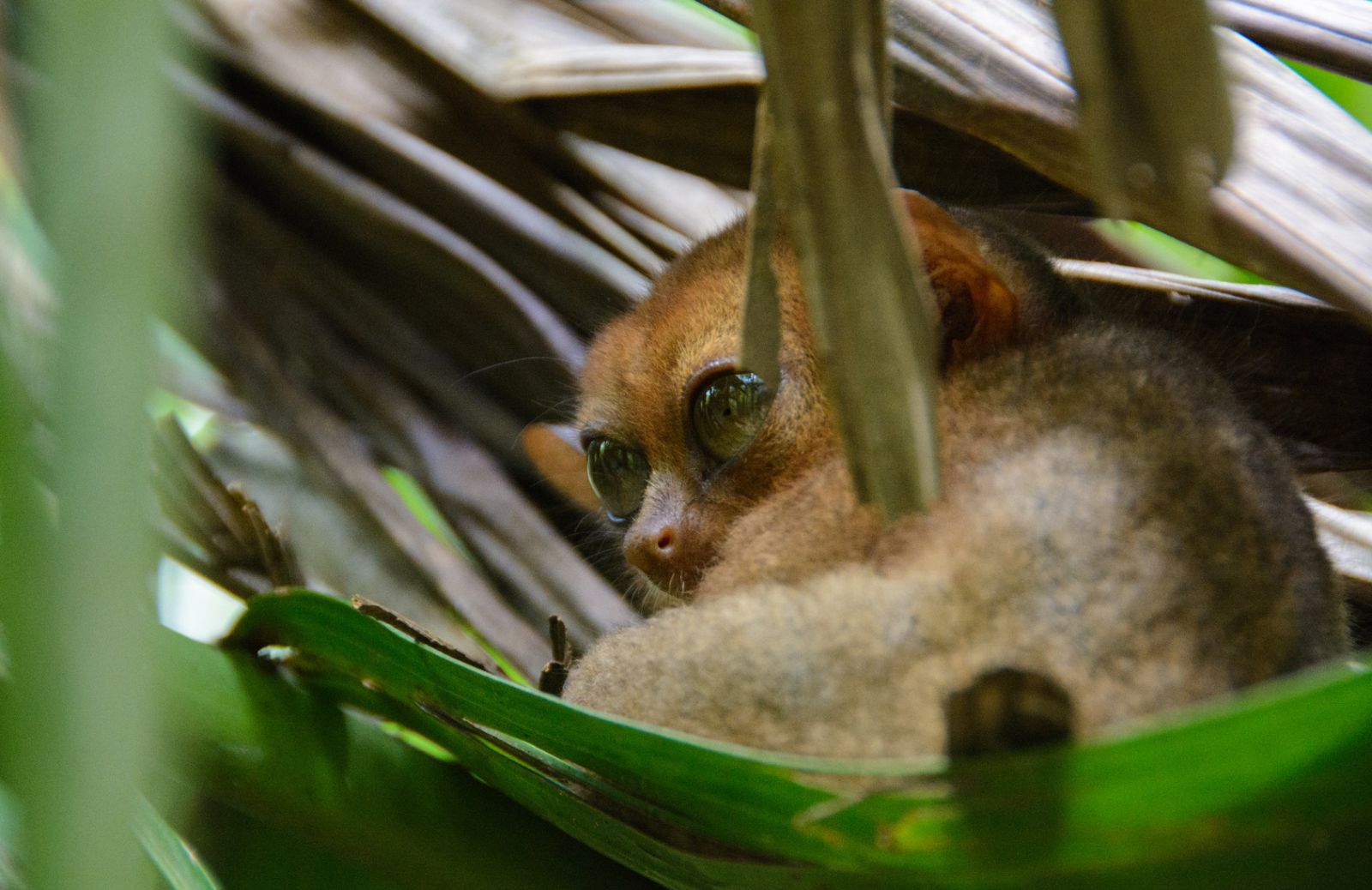 Loris Lento: ecco perché non bisogna adottare questo animale