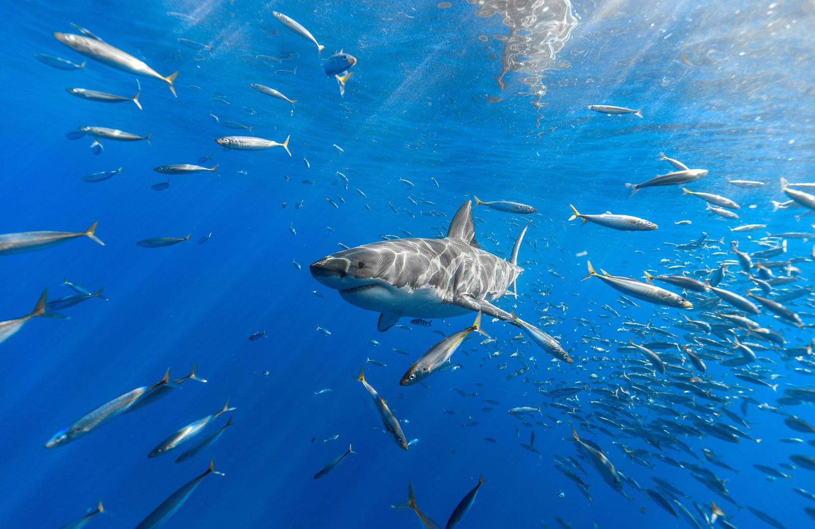 Metà delle specie di squali a rischio nel mar Mediterraneo