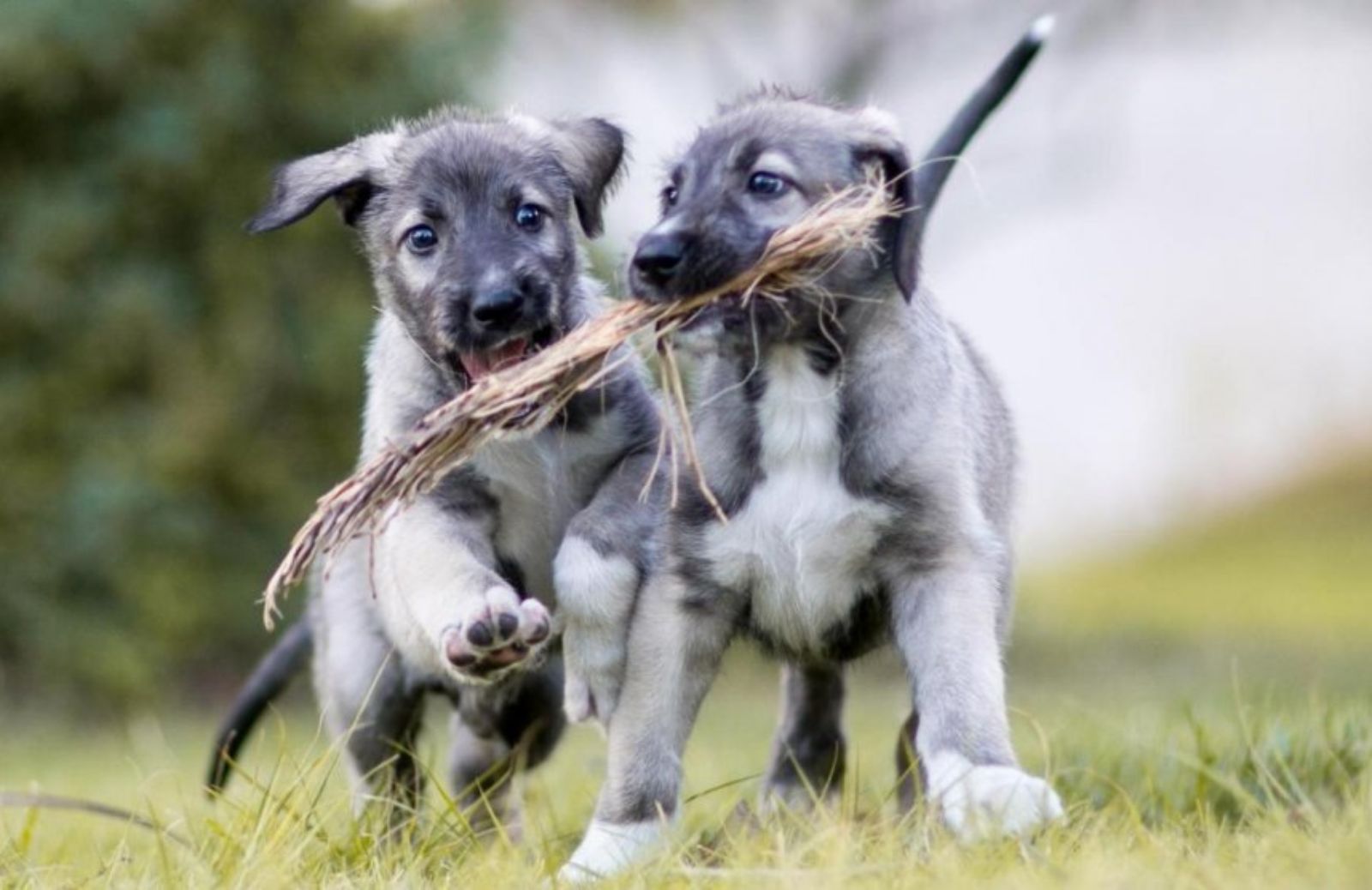 Nati i primi gemelli identici di cuccioli di cane 