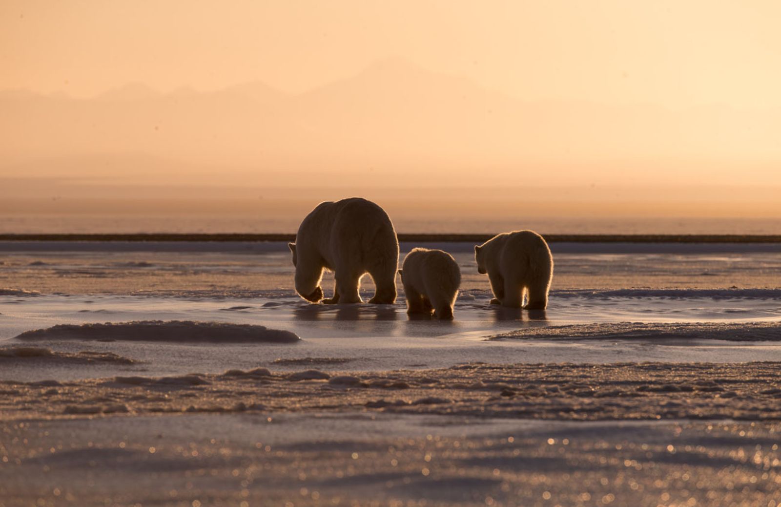 Nel 2050 rimarranno solo 9mila orsi polari