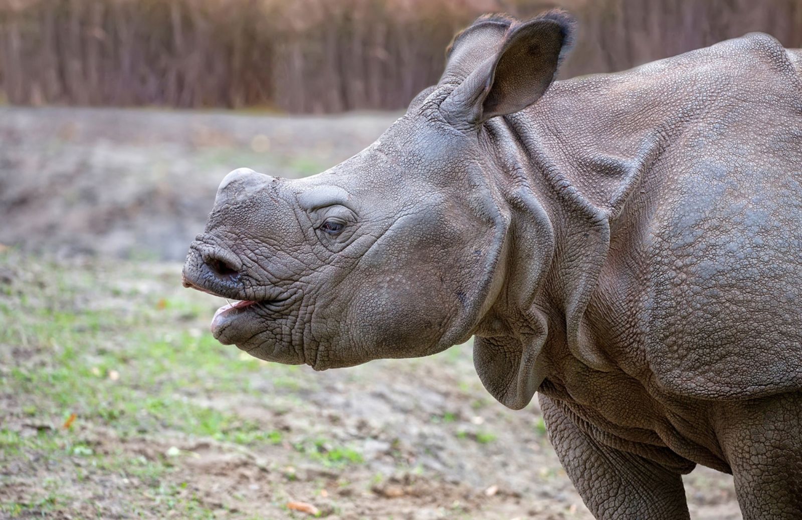 Nello Zimbabwe si taglieranno i corni ai rinoceronti