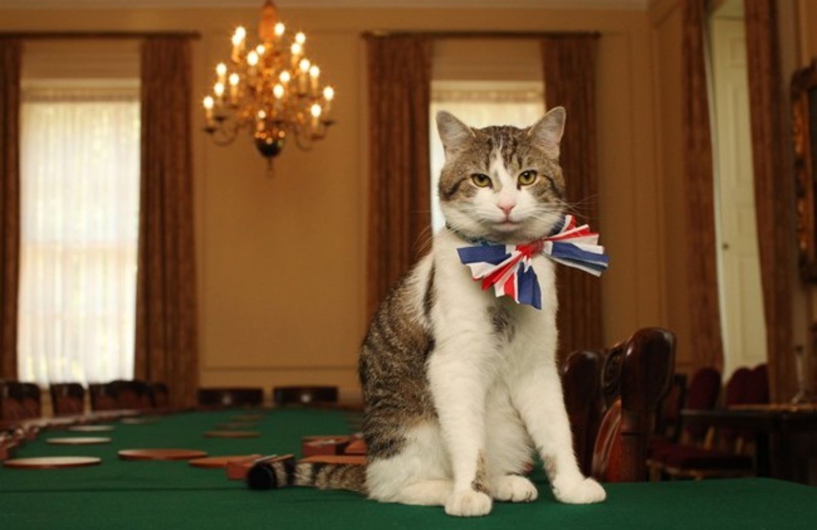 Niente sfratto per Larry, il gatto di Cameron è più forte dell’effetto Brexit