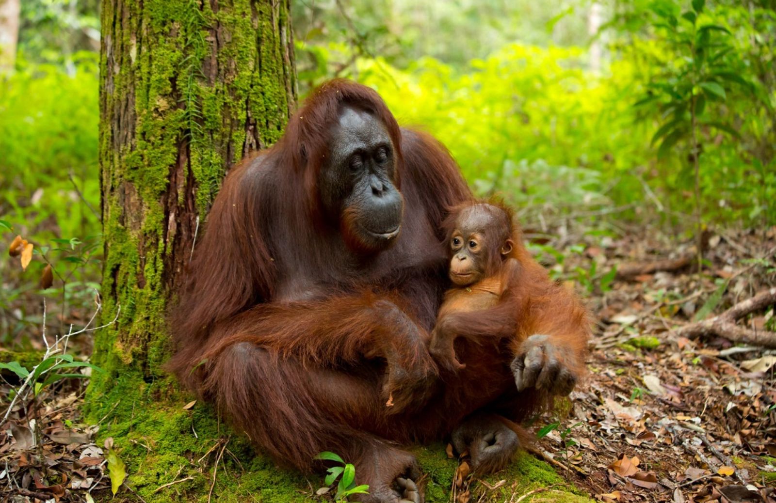 Oltre la metà dei primati rischia l’estinzione